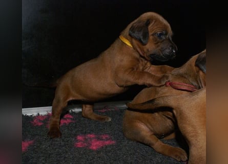 wunderschöne Rhodesian Ridgeback Welpen ! ! ! absolut vitale und einwandfreie kleine Engel