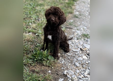 Lagotto Romagnolo – Hochwertige Welpen aus der registrierten Zuchtstätte King of the Truffles