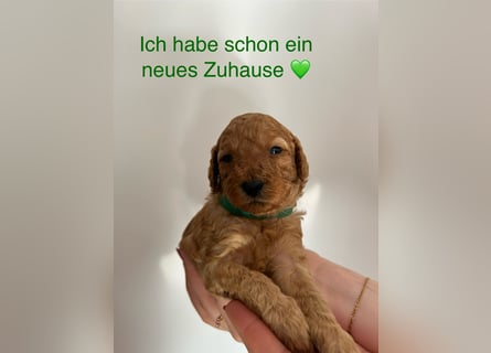 Wunderschöne reinrassige Toy- und Zwergpudelwelpen suchen ein liebevolles Zuhause