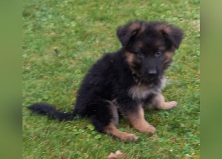 Schäferhund-Welpen 1 Rüde, 8 Hündinnen zu verkaufen