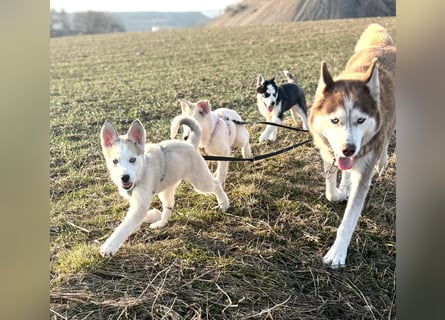 Akita-Husky Welpen