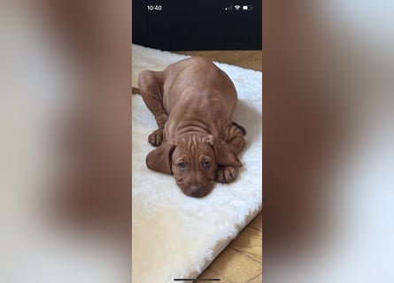 Magyar Vizsla Welpen in Erwartung