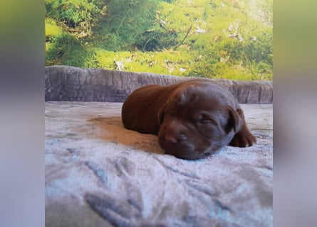 Reinrassige Labradorwelpen