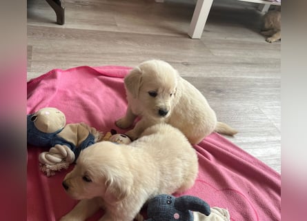 Golden Retriever Welpen abzugeben