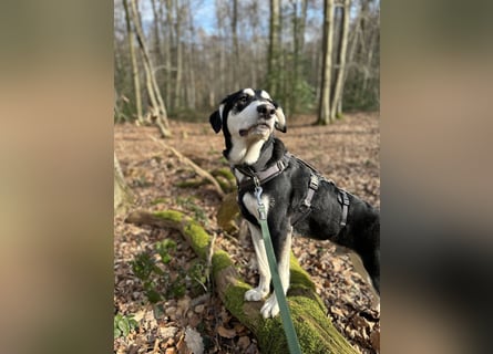 Ciriaco: Traumhund für aktive Menschen