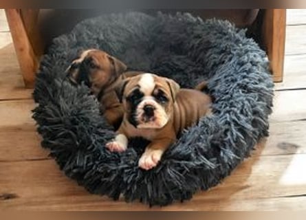 Continental Bulldog Welpen