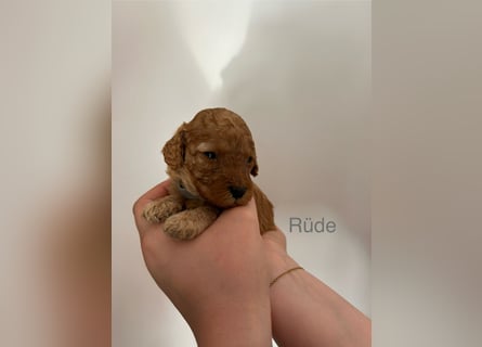 Wunderschöne reinrassige Toy- und Zwergpudelwelpen suchen ein liebevolles Zuhause