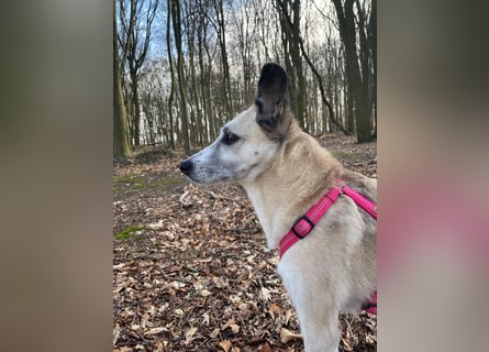 PALOMA wartet in 41379 Brüggen