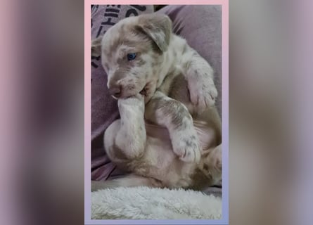 Labrador Aussiedor Welpen aus liebevoller Zucht