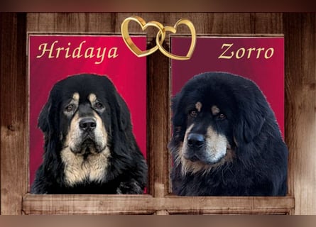 Do Khyi Welpen,  Welpen – Express ist angekommen