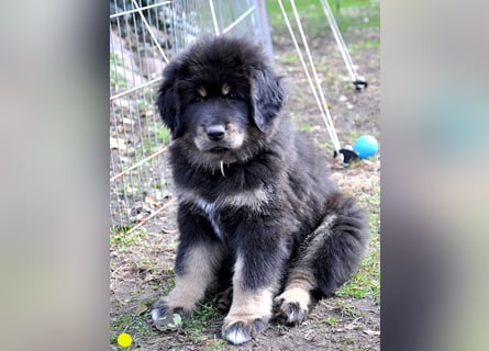 Do Khyi Welpen,  Welpen – Express ist angekommen