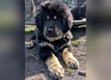 Do Khyi Welpen,  Welpen – Express ist angekommen