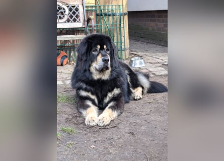 Do Khyi Welpen,  Welpen – Express ist angekommen