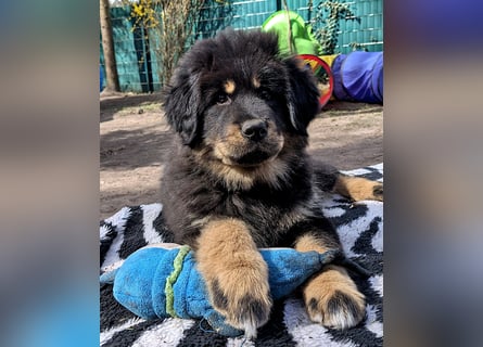 Do Khyi Welpen,  Welpen – Express ist angekommen