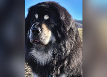 Do Khyi Welpen,  Welpen – Express ist angekommen