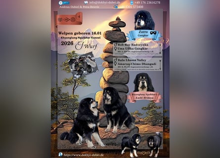 Do Khyi Welpen,  Welpen – Express ist angekommen