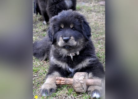 Do Khyi Welpen,  Welpen – Express ist angekommen