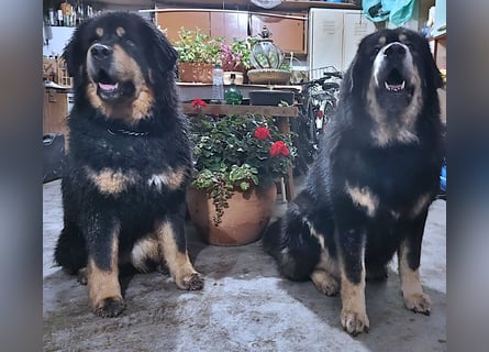 Do Khyi Welpen,  Welpen – Express ist angekommen