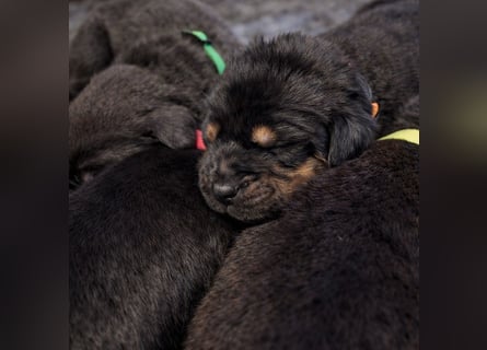 Do khyi Tibetischer Mastiff