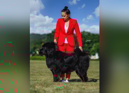 Do khyi Tibetischer Mastiff