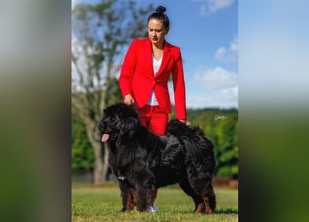 Do khyi Tibetischer Mastiff