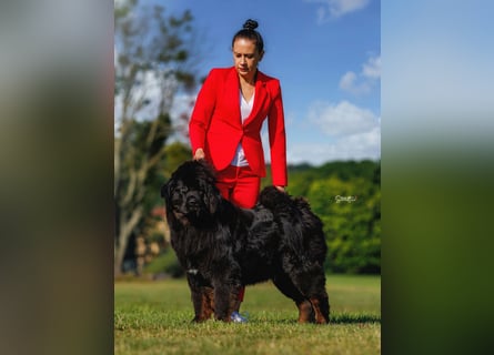 Do khyi Tibetischer Mastiff