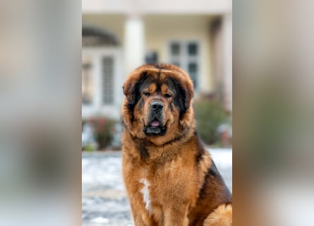 Do khyi Tibetischer Mastiff