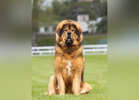 Do khyi Tibetischer Mastiff