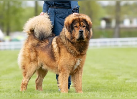 Do khyi Tibetischer Mastiff
