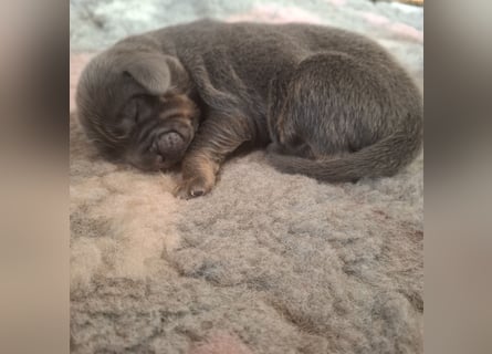 Do khyi welpe Blau und Braun sowie Schwarz und Braun