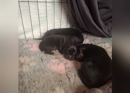 Do khyi welpe Blau und Braun sowie Schwarz und Braun