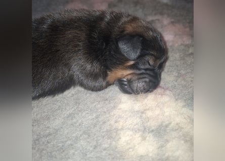 Do khyi welpe Blau und Braun sowie Schwarz und Braun