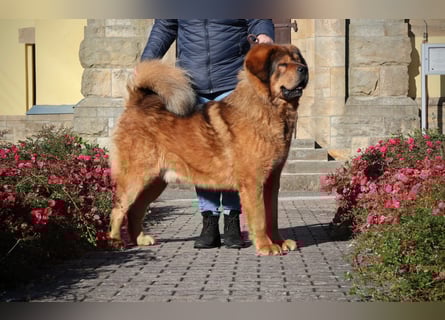 Do khyi Tibetischer Mastiff