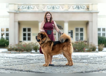 Do khyi Tibetischer Mastiff