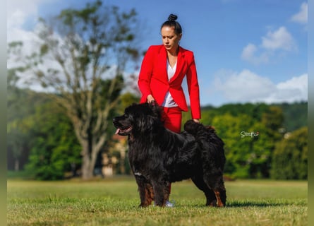 Do khyi Tibetischer Mastiff