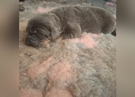 Do khyi welpe Blau und Braun sowie Schwarz und Braun