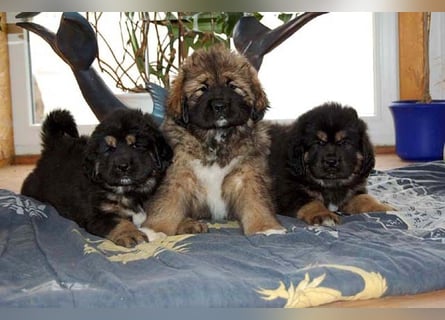 Do-khyi Tibet Doggen Welpen zvk.