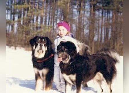 Do-khyi Tibet Doggen Welpen zvk.