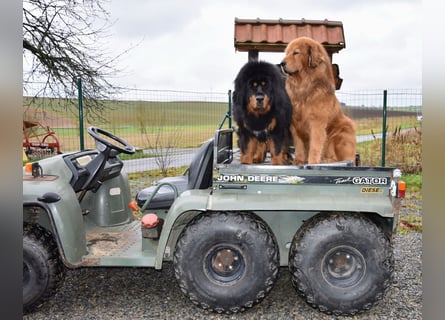 Do-khyi Tibet Doggen Welpen zvk.