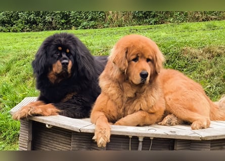 Do-khyi Tibet Doggen Welpen zvk.