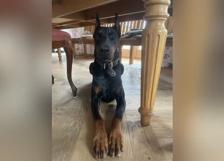Jerry-Junger Dobermann Rüde