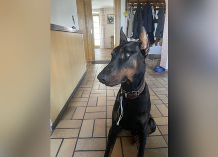 Jerry-Junger Dobermann Rüde