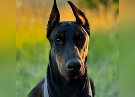 Jerry-Junger Dobermann Rüde
