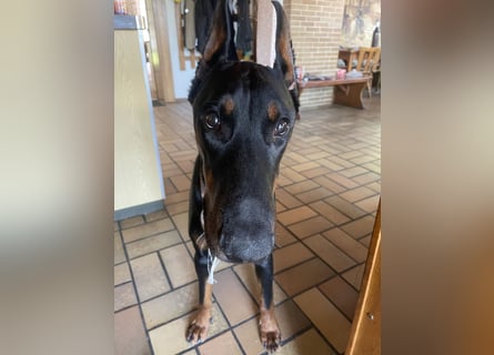 Jerry-Junger Dobermann Rüde