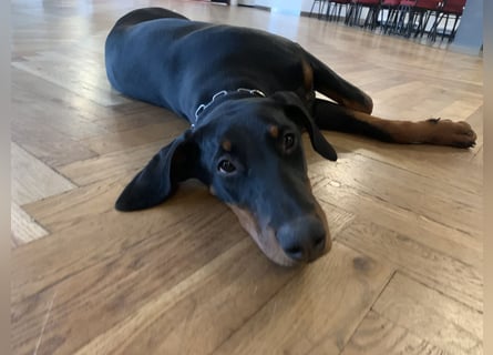 Belle Schmuse-Hündin für Familie oder sportlich aktive