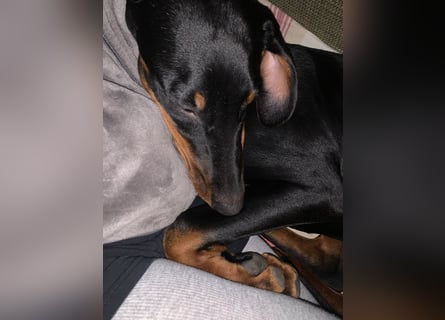 Belle Schmuse-Hündin für Familie oder sportlich aktive