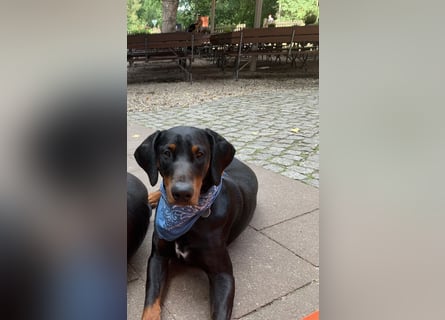 Toffi Kuschel-Bärchen sucht Familie oder sportlich aktives Zuhause