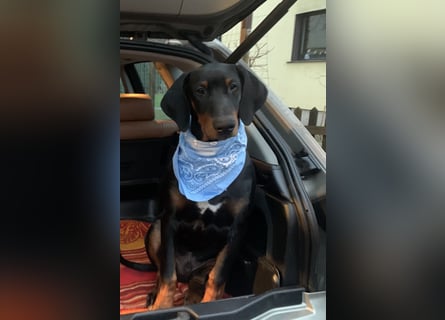 Toffi Kuschel-Bärchen sucht Familie oder sportlich aktives Zuhause