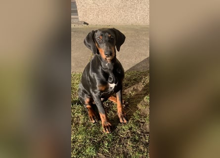 Toffi Kuschel-Bärchen sucht Familie oder sportlich aktives Zuhause