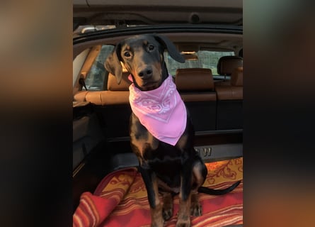 Belle Schmuse-Hündin für Familie oder sportlich aktive